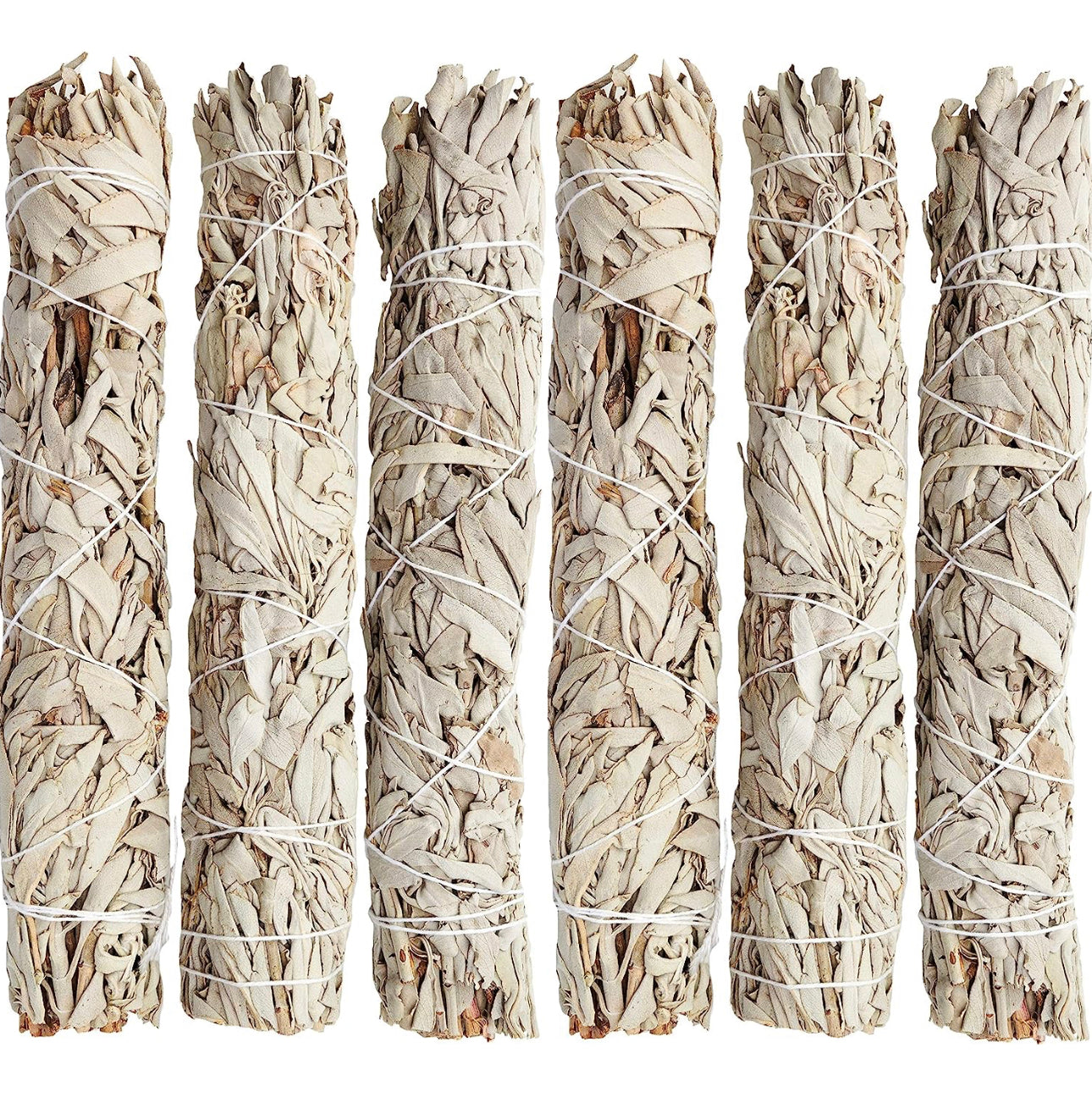 9" White Sage 9吋白鼠尾草