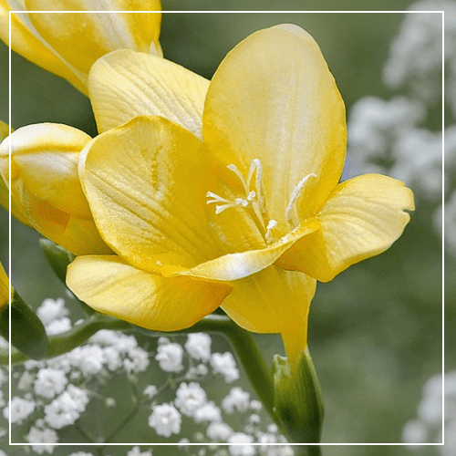 Freesia (Elegance) Fragrance