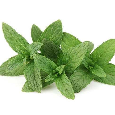 Peppermint Organic Essential Oil 有機胡椒薄荷精油
