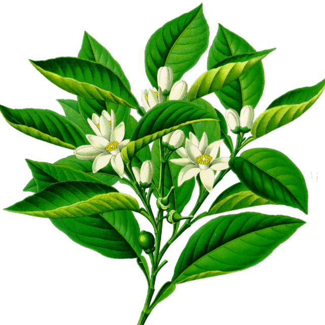 Petitgrain Bigarade Organic Essential Oil 有機苦橙葉精油