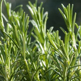 Rosemary Cineol Organic Essential Oil 有機桉油醇迷迭香精油