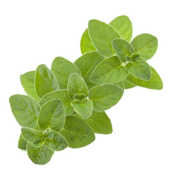 Sweet Marjoram Organic Essential Oil 有機馬鬱蘭精油