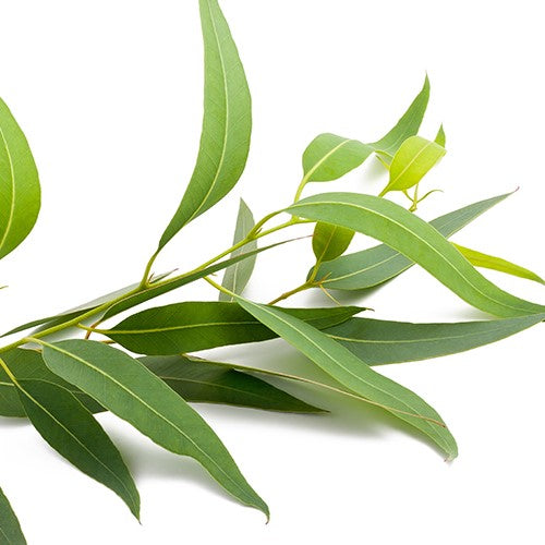 Tea Tree Organic Essential Oil 有機茶樹精油