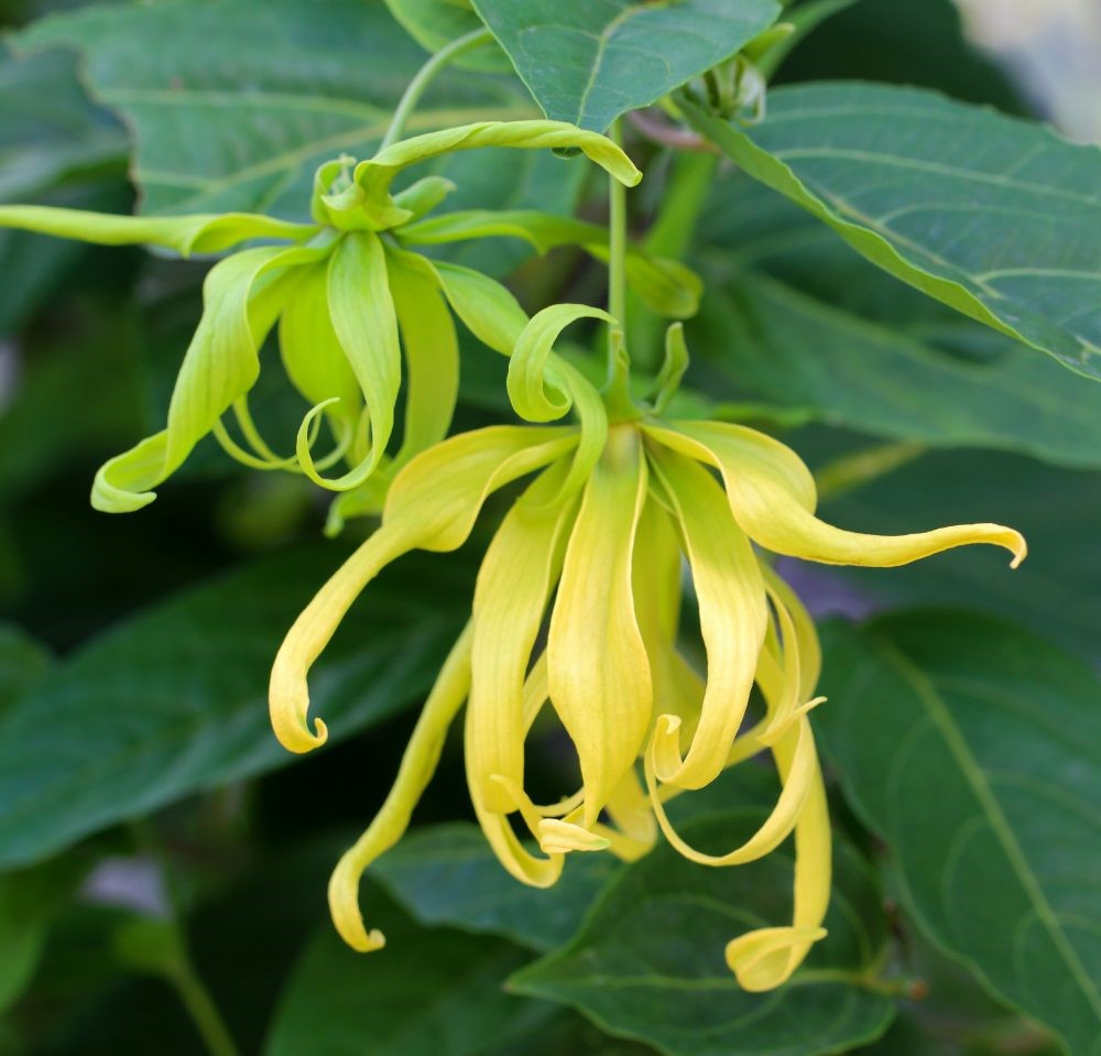 Ylang Ylang Organic Essential Oil 有機伊蘭伊蘭精油