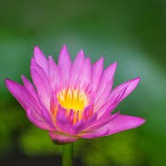 Lotus & Waterlily (Sleepy Beauty) Fragrance