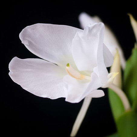 Gingerlily (Memory in Summer) Fragrance
