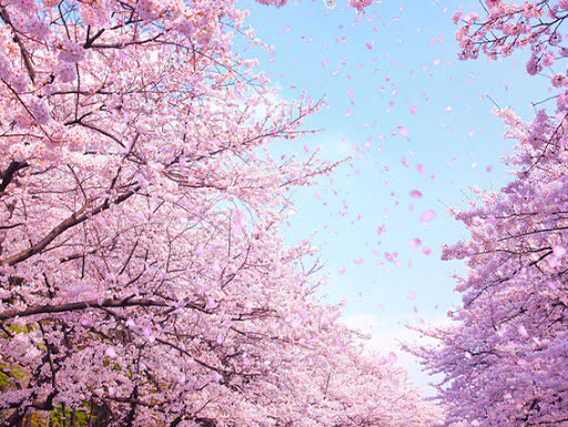 Sakura (Waiting You) Fragrance