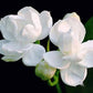 Jasmine 茉莉精油