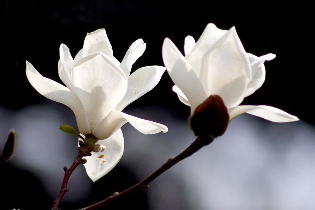 White Magnolia (Remember) Fragrance