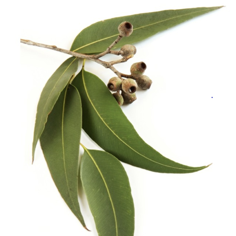 Eucalyptus Globulus Organic Essential Oil 有機藍膠尤加利精油