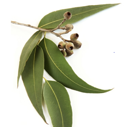 Eucalyptus Globulus Organic Essential Oil 有機藍膠尤加利精油