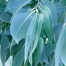 Eucalyptus Radiata Organic Essential Oil 有機澳洲尤加利精油