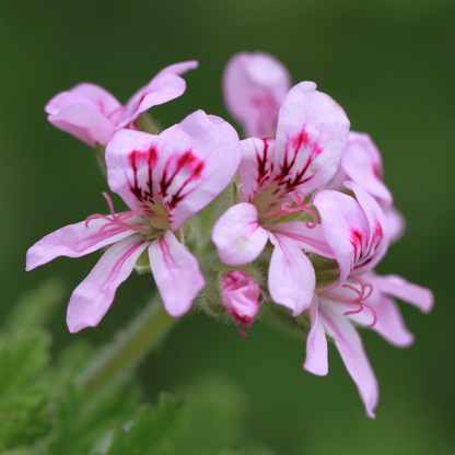 Geranium Rosat Organic Essential Oil 有機玫瑰天竺葵精油