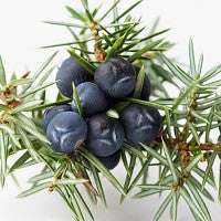 Juniper Berry Organic Essential Oil 有機杜松果精油