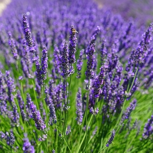 Lavender Vera Organic Essential Oil 有機真正薰衣草精油
