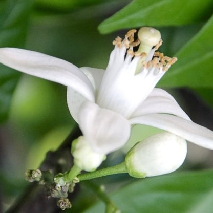 Neroli Essential Oil 橙花精油