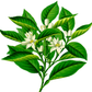 Petitgrain Bigarade Organic Essential Oil 有機苦橙葉精油