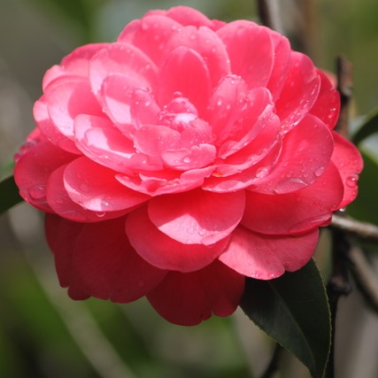 Camellia Japonica (Ideal Care) Fragrance