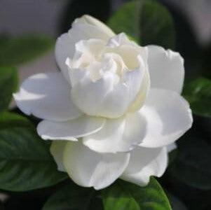 Gardenia (Strengthen) Fragrance