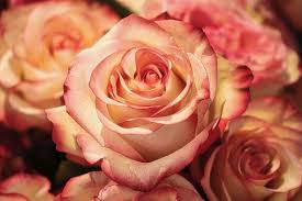 Rose (Love You) Fragrance